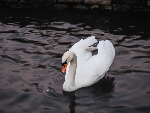 Swan in the lake swims. Bird symbol of love.