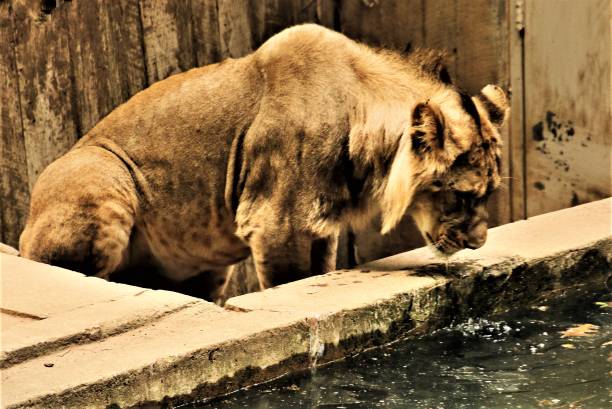 istock A picture of a female lion 1128065929