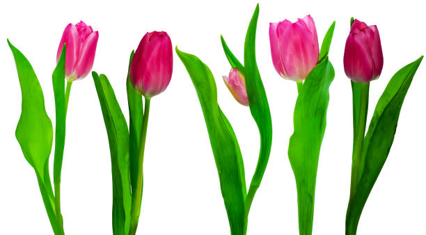 istock Pink tulip flowers isolated on white background 1128067409
