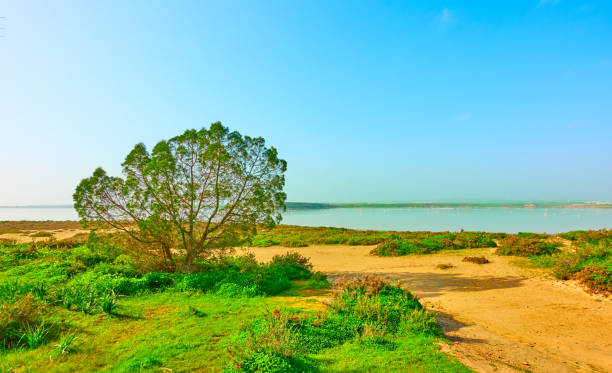 istock Salt lake in Larnaca 1128067636