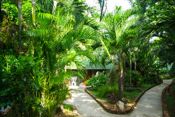 istock Pavement in the garden of palm trees 1128067738