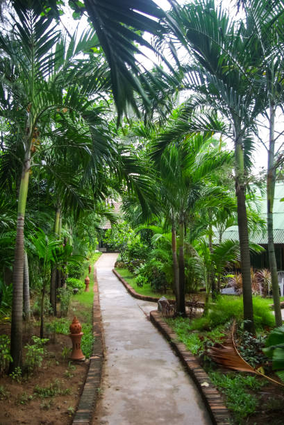 istock Pavement in the garden of palm trees 1128067741