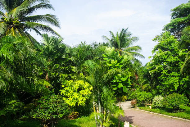 istock Pavement in the garden of palm trees 1128067749
