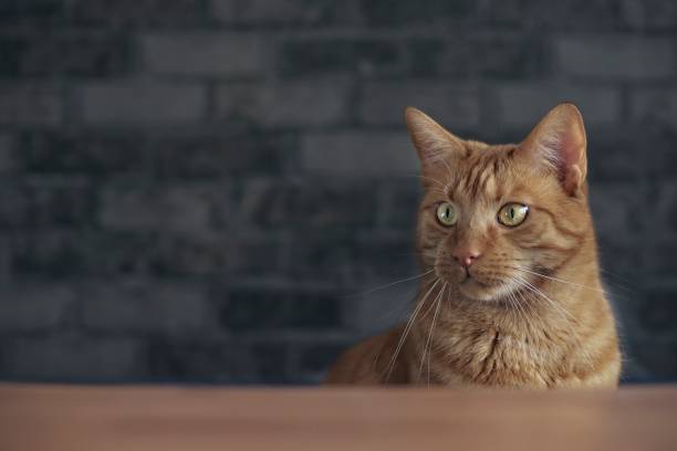 istock Portrait of a cute ginger cat looking curious sideways. 1128070083