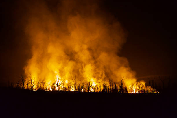 istock Wild fire flames with smoke around a forest area 1128071891