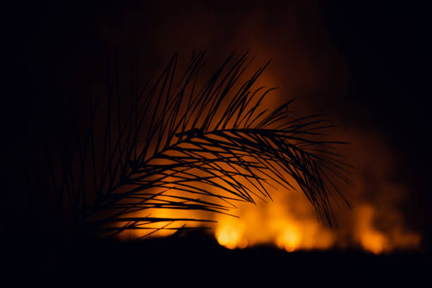 Silhouette tree leaves with fires background at night isolated unique photo