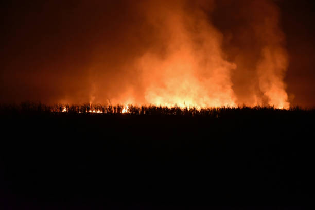 istock Burning plants around a forest at night unique photo 1128072177