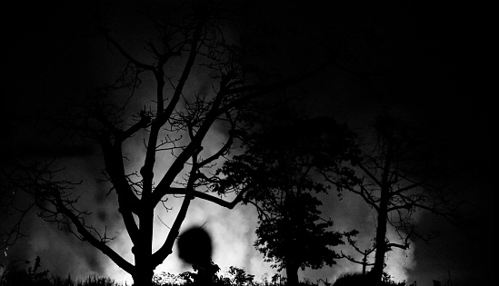 Silhouette trees around a forest at night isolated unique natural photo