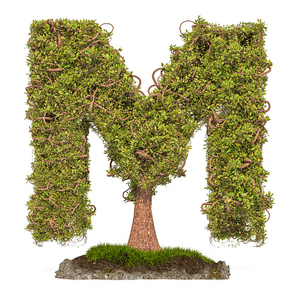 Tree letter M. Tree in shaped of letter M, 3D rendering isolated on white background