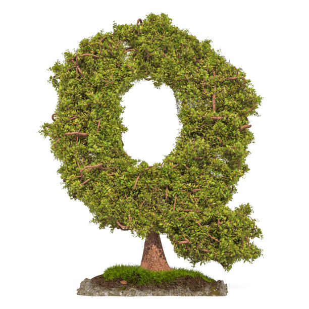 istock Tree letter Q. Tree in shaped of letter Q, 3D rendering isolated on white background 1128072401