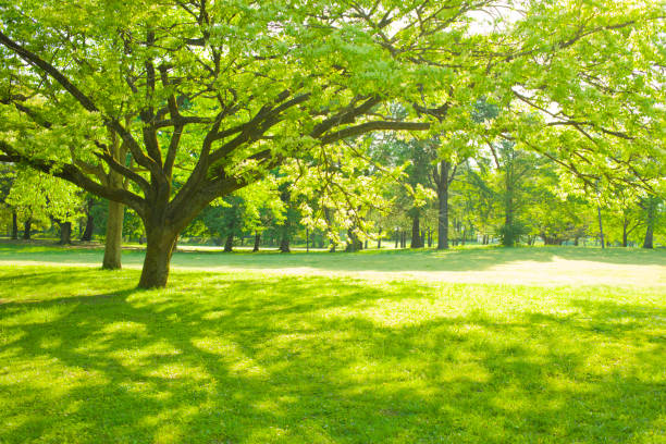 istock shade of garden tree 1128072423