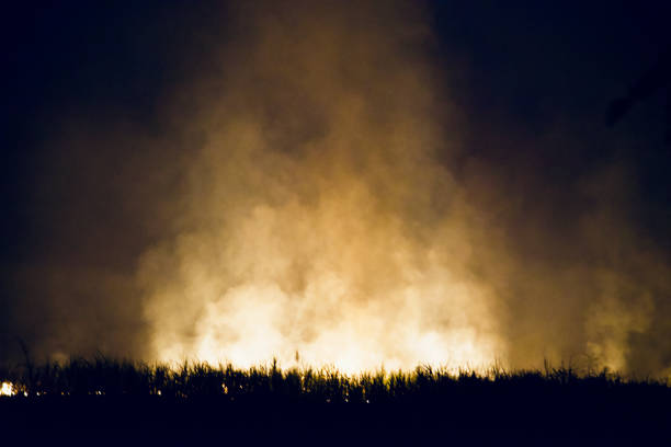 Burning plants around a forest at night unique photo