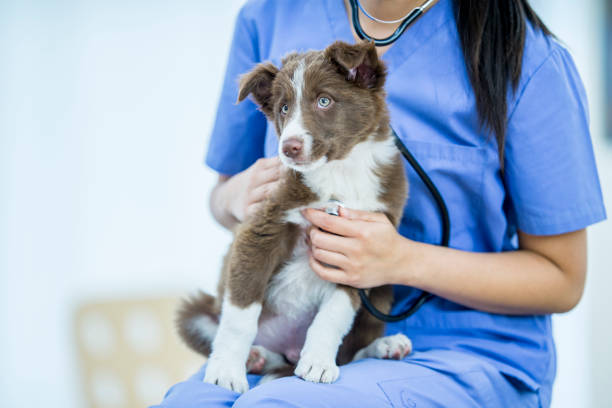 экзамен щенка - vet veterinary medicine dog doctor стоковые фото и изображения