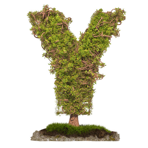 arbre lettre y. arbre en forme de la lettre y, 3d rendering isolé sur fond blanc - letter y alphabet three dimensional shape green photos et images de collection