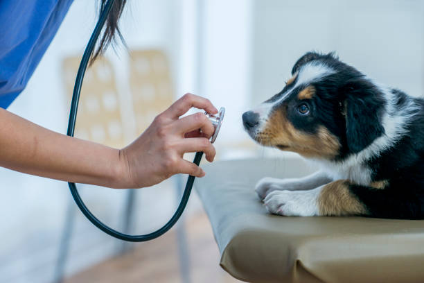 獣医のオフィスで聴診器をスニッフィングのかわいい子犬 - pets dog office vet ストックフォトと画像