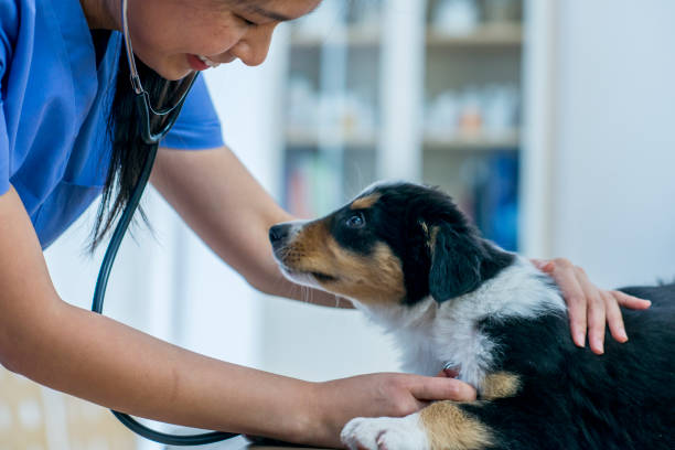 istock Veterinarian happy to be working with a puppy 1128072747
