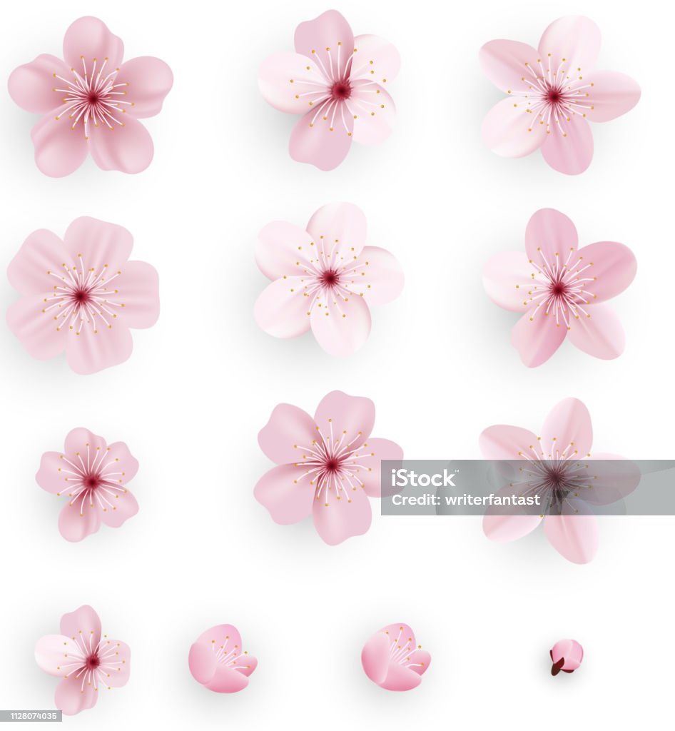 Ilustración de Realista Sakura O Flor Del Cerezo Sakura Flor De Primavera  Japoneses Flor De Cerezo Rosa y más Vectores Libres de Derechos de Abril -  iStock