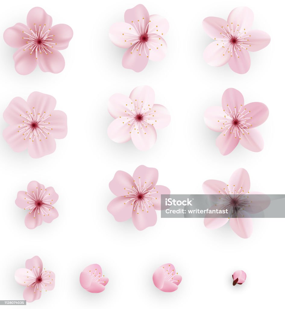 Ilustración de Realista Sakura O Flor Del Cerezo Sakura Flor De Primavera Japoneses Flor De Cerezo Rosa y más Vectores Libres de Derechos de Abril - iStock Ilustración de Realista Sakura O Flor Del Cerezo Sakura Flor De Primavera Japoneses Flor De Cerezo Rosa y más Vectores Libres de Derechos de Abril - iStock