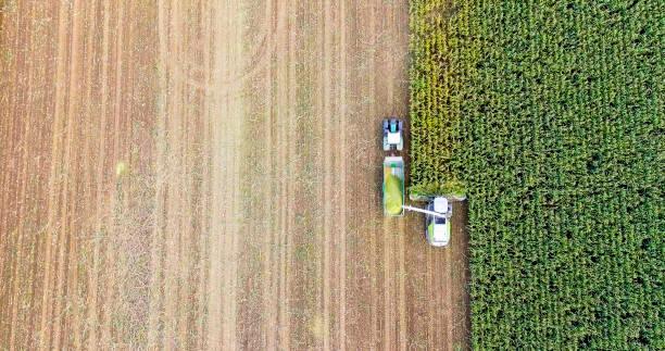 옥수수 수확기를 결합의 유럽 새 눈 보기에서 수확 - corn crop corn genetic modification crop 뉴스 사진 이미지