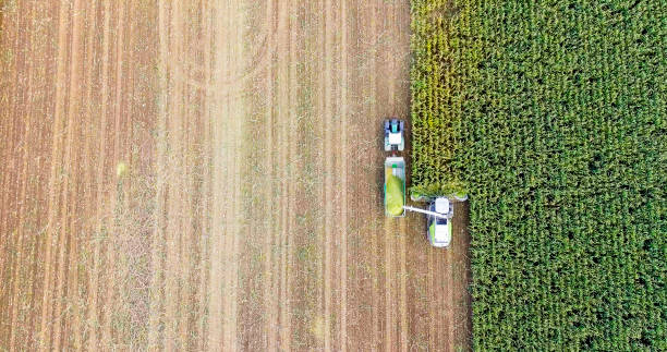 colheita de milho na europa aves vista da ceifeira - corn crop corn genetic modification crop - fotografias e filmes do acervo