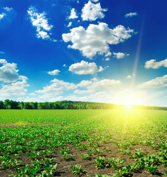 istock Green beet field and sun on blue sky. 1128074483