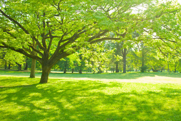 istock shade of tree in the garden 1128074522