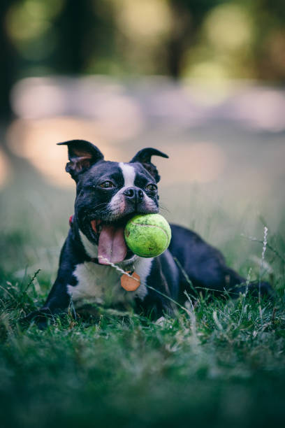 istock Dog with Tennis Ball 1128075244