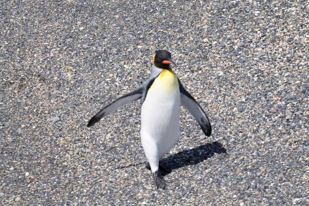istock King penguin on Martillo island beach, Ushuaia 1128075266