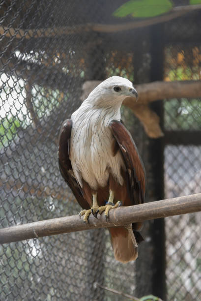istock Brahminy kite  in the zoo. Thailand 1128076543