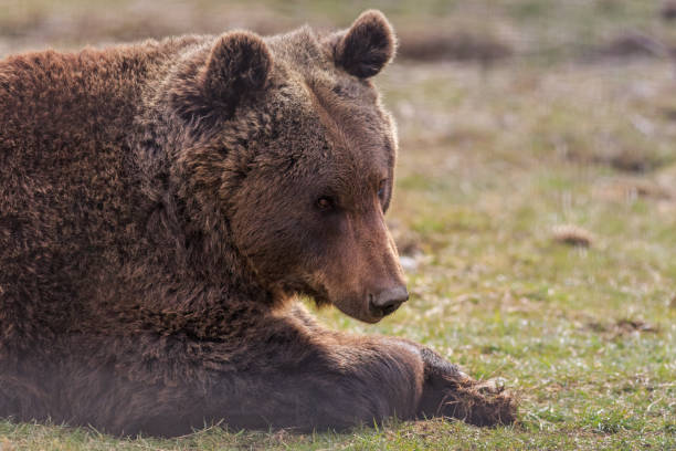istock Eurasian brown bear, Romania 1128076743