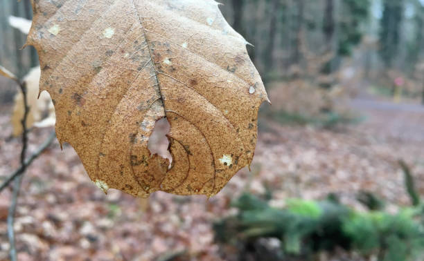 istock Winter walk in the Palatinate Forest in Kaiserslautern - Germany 1128076890