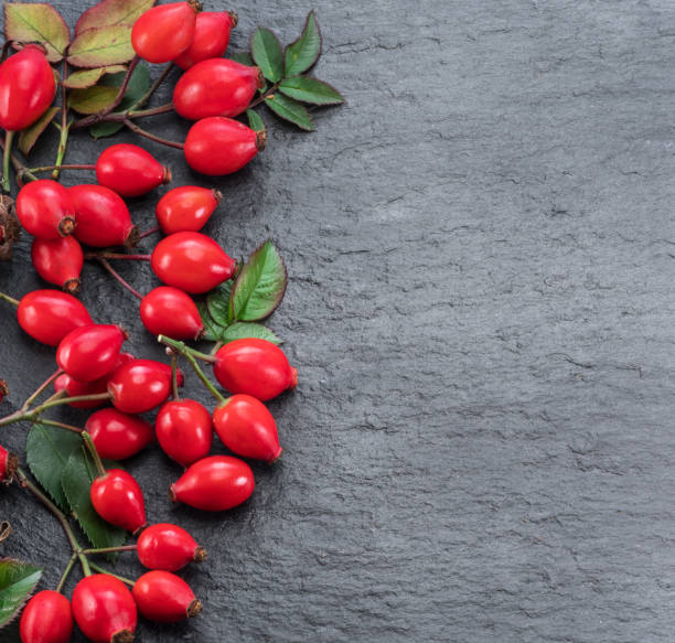 istock Red ripe rose-hips on gray graphite background. 1128076959