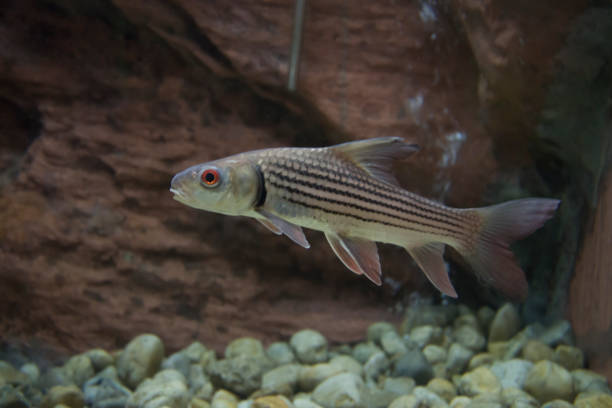 istock Striped barb (Probarbus jullieni) native fish in Thailand 1128077068