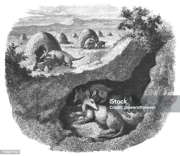 Aardvarks In South Africa 19th Century Stock Illustration - Download Image Now - Archival, Old-fashioned, Animal