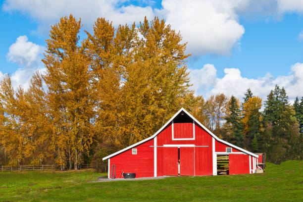 Red Barn and Fall Colors This well preserved barn is said to be over 100 years old. Here it is shown on a colorful fall day. The historic barn sits on a small farm in Edgewood, Washington State, USA. jeff goulden puyallup washington stock pictures, royalty-free photos & images