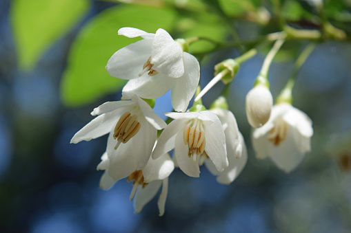 Beautiful Jasmine flowers and buds against clear blue sky with copy space, full frame horizontal composition