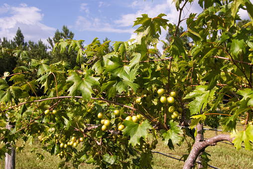 Sweet muscadine fruit and vine growing at a vineyard that is in Warm Springs Georgia USA.