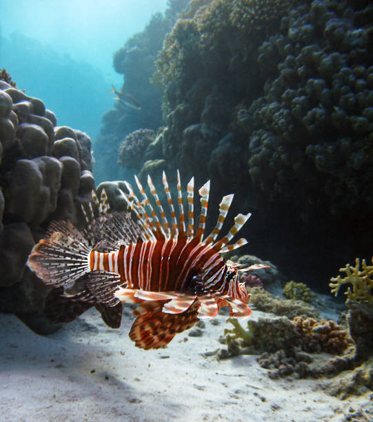 istock Fishes of the tropical seas. 1128079617