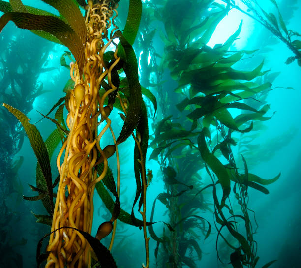 Kelp Underwater image of Kelp in Anacapa Island, Ventura, CA. anacapa island stock pictures, royalty-free photos & images