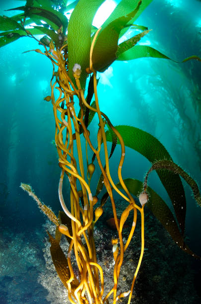 Kelp Underwater image of Kelp in Anacapa Island, Ventura, CA. anacapa island stock pictures, royalty-free photos & images