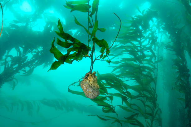 Kelp Underwater image of Kelp in Anacapa Island, Ventura, CA. anacapa island stock pictures, royalty-free photos & images