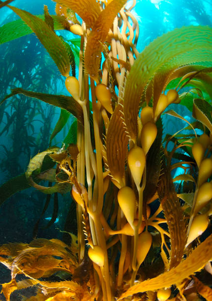 Kelp stock photo