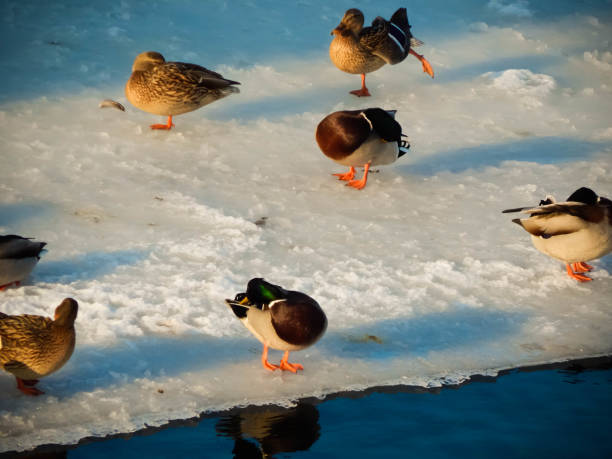 Ducks sit on the ice and swim in the river