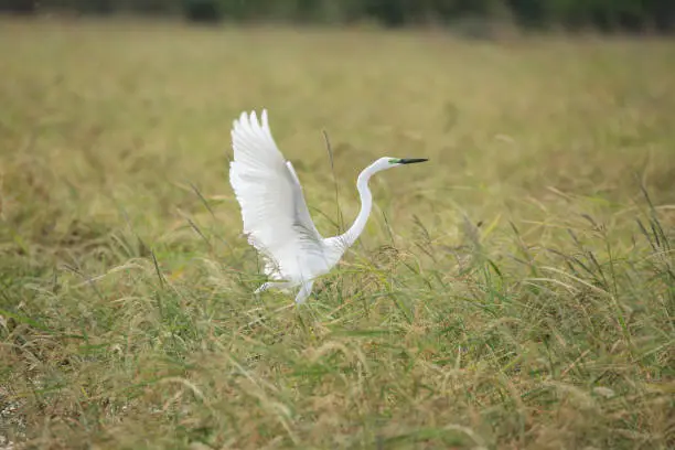 Little Egret found I northern province Sri Lanka