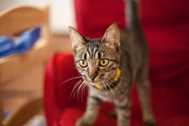 A grey tabby kitten prepares wearing a yellow collar prepares to pounce from a red armchair in a room with gentle earth tones.