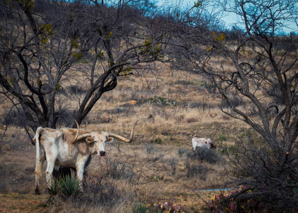 уайт лонгхорн - bull texas longhorn cattle horned white стоковые фото и изображения