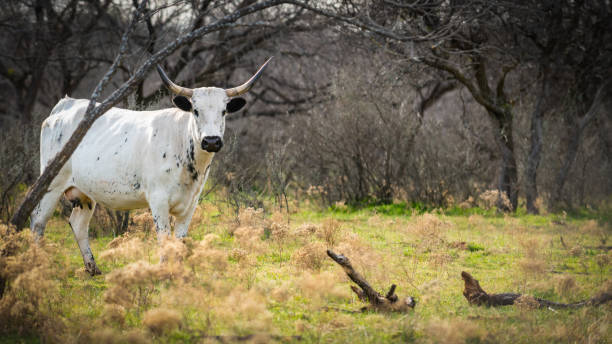 белая корова лонгхорн - bull texas longhorn cattle horned white стоковые фото и изображения