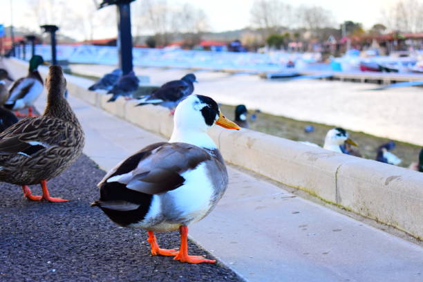 istock The Ducks of the Arcachon Basin 1128084788