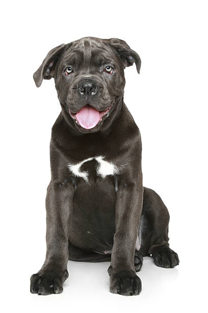 istock Cane corso dog puppy 112808552