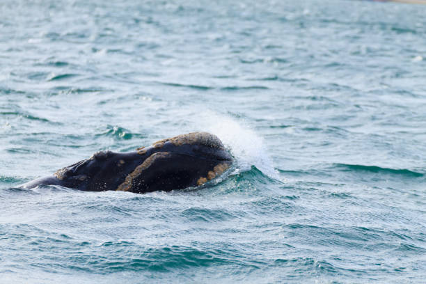 istock Whale watching from Valdes Peninsula,Argentina. Wildlife 1128086640
